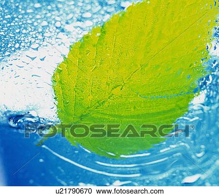 Stock Image - A leaf Floating in the Water. Fotosearch