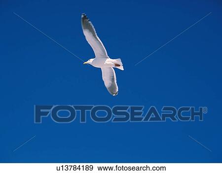 A Seagull View Large Photo Image Stock Photo - A Seagull. Fotosearch