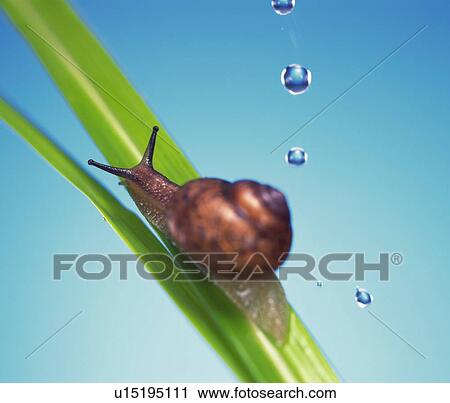 Stock Image - A Snail. Fotosearch