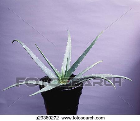 Aloe Vera View Large Photo Image Stock Image - Aloe Vera. Fotosearch