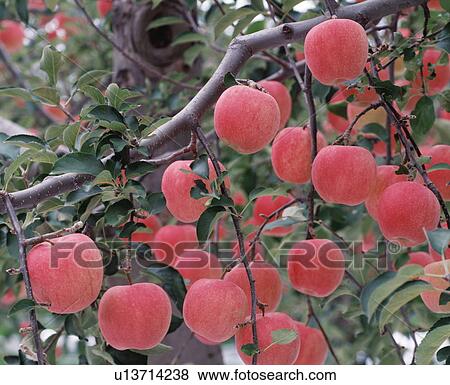 Apple Tree View Large Photo Image Stock Photo - Apple Tree. Fotosearch