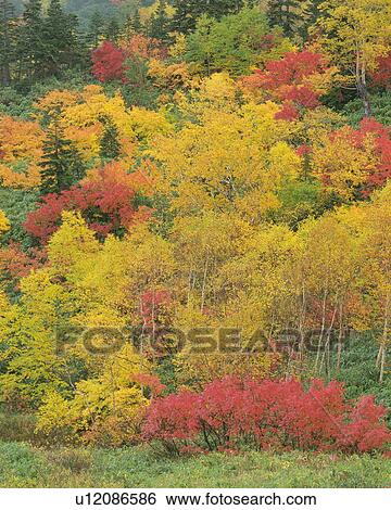 Stock Photograph - Autumn Color of Leaves. Fotosearch