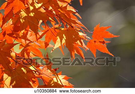 Picture - Autumn Foliage. Fotosearch