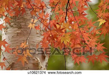 Picture - Autumn Foliage. Fotosearch