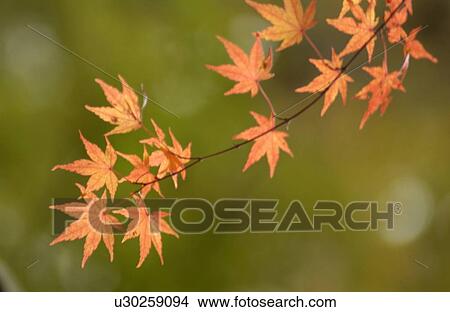 Autumn Foliage View Large Photo Image Picture - Autumn Foliage. Fotosearch