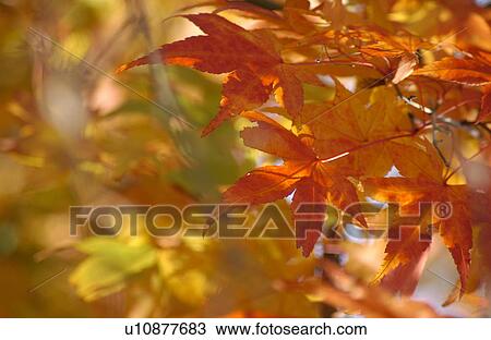 Stock Image - Autumn Foliage. Fotosearch
