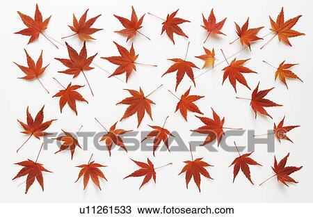Autumn Foliage View Large Photo Image Stock Image - Autumn Foliage. Fotosearch