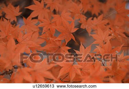 Stock Image - Autumn Foliage. Fotosearch