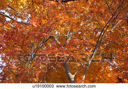 Autumn Foliage View Large Photo Image Stock Image - Autumn Foliage. Fotosearch