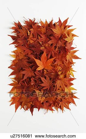 Stock Image - Autumn Foliage. Fotosearch