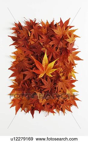 Autumn Foliage View Large Photo Image Stock Photo - Autumn Foliage. Fotosearch