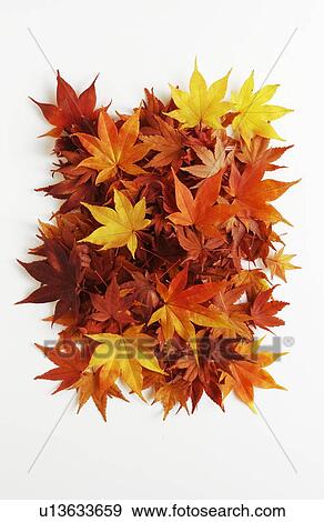 Autumn Foliage View Large Photo Image Stock Photo - Autumn Foliage. Fotosearch