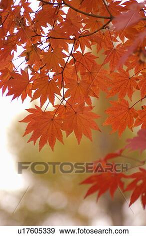 Stock Photo - Autumn Foliage. Fotosearch