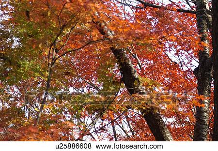 Stock Photo - Autumn Foliage. Fotosearch