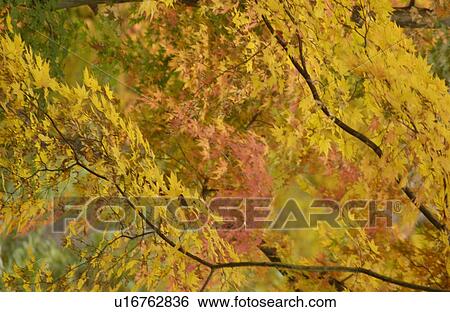 Stock Photograph - Autumn Foliage. Fotosearch