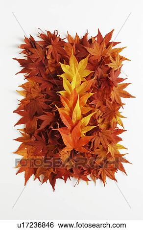 Stock Photograph - Autumn Foliage. Fotosearch
