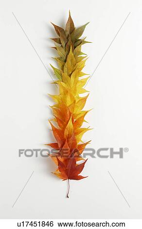 Stock Photograph - Autumn Foliage. Fotosearch
