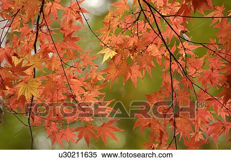 Stock Photography - Autumn Foliage. Fotosearch
