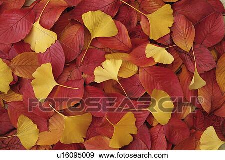 Stock Photo - Autumn Leaves. Fotosearch