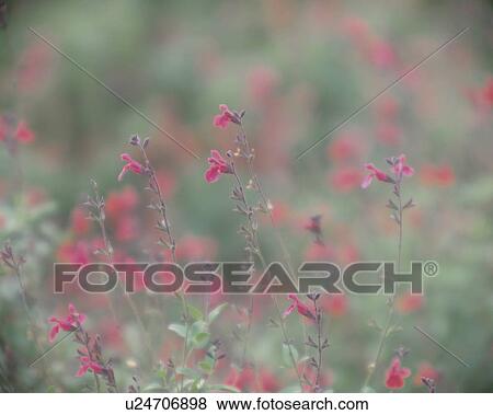 Autumn sage, close up, Fujisawa city, Kanagawa prefecture, Japan View Large Photo Image Stock Photo - Autumn sage, close up, Fujisawa city, Kanagawa prefecture, Japan. Fotosearch
