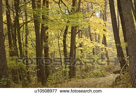 Stock Photo - Autumn trees and path. Fotosearch