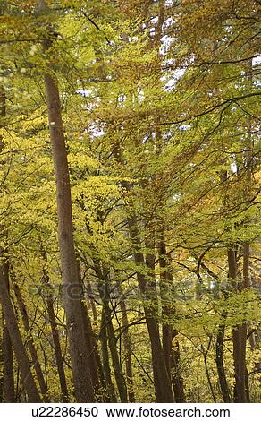Stock Image - Autumn trees. Fotosearch