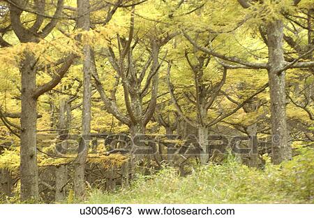 Autumn trees View Large Photo Image Stock Image - Autumn trees. Fotosearch