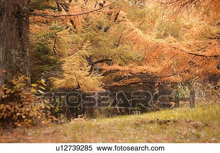 Autumn trees View Large Photo Image Stock Photography - Autumn trees. Fotosearch