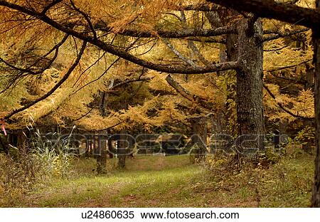 Autumn trees View Large Photo Image Stock Photography - Autumn trees. Fotosearch