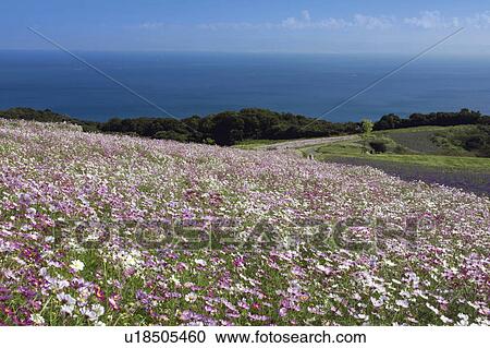 Awaji flower review park, Awaji island, Hyogo Prefecture, Japan View Large Photo Image Stock Image - Awaji flower review park, Awaji island, Hyogo Prefecture, Japan. Fotosearch