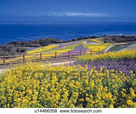 Stock Photo - Awaji-hana-sajiki. Fotosearch
