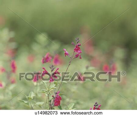 Baby salvia, close up, Fujisawa city, Kanagawa prefecture, Japan View Large Photo Image Stock Image - Baby salvia, close up, Fujisawa city, Kanagawa prefecture, Japan. Fotosearch