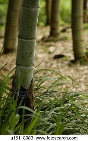 Bamboo, close-up View Large Photo Image Stock Image - Bamboo, close-up. Fotosearch