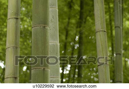 Bamboo forest, close-up View Large Photo Image Stock Image - Bamboo forest, close-up. Fotosearch