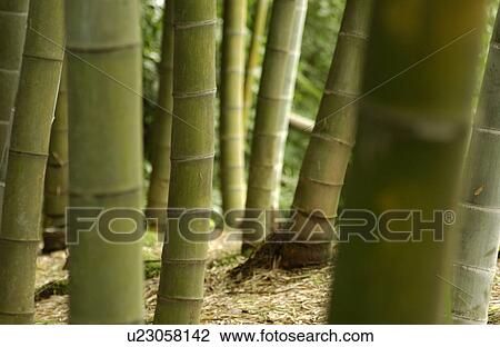 Stock Image - Bamboo forest, close-up. Fotosearch