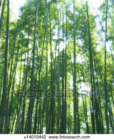 Stock Image - Bamboo forest in green, Kyoto city, Kyoto prefecture, Japan. Fotosearch