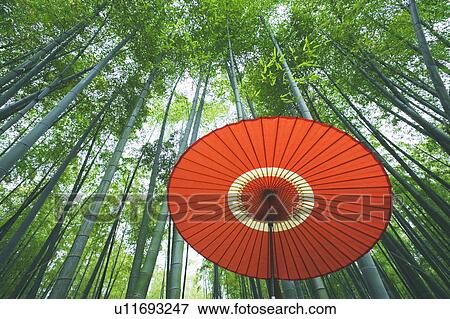 Bamboo forest, Kyoto Prefecture, Honshu, Japan View Large Photo Image Stock Photo - Bamboo forest, Kyoto Prefecture, Honshu, Japan. Fotosearch