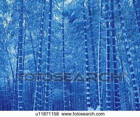 Stock Photo - Bamboo Forest. Fotosearch