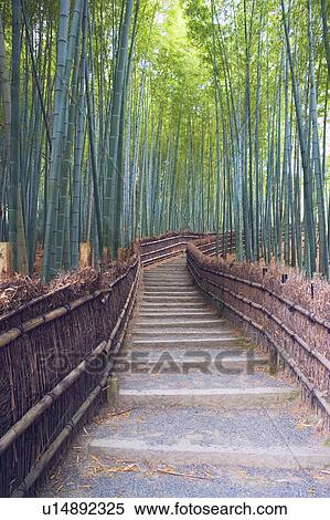 Bamboo Grove View Large Photo Image Stock Photography - Bamboo Grove. Fotosearch