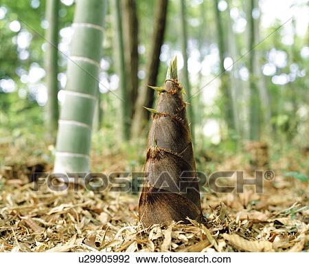 Stock Image - Bamboo Shoot. Fotosearch
