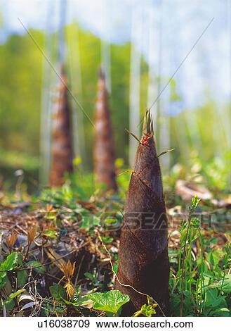 Bamboo shoots, close up View Large Photo Image Stock Photo - Bamboo shoots, close up. Fotosearch