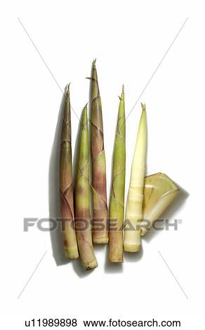Stock Photo - Bamboo shoots. Fotosearch
