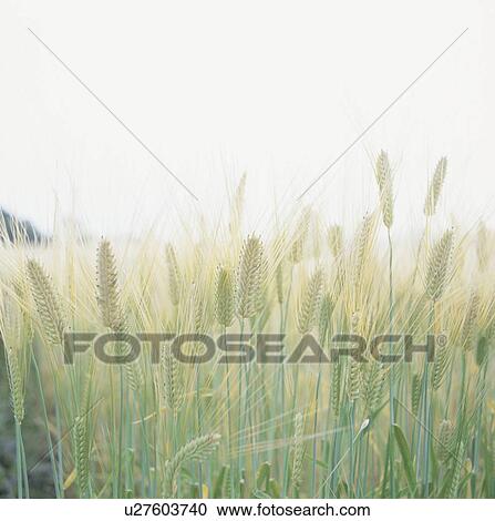 Barley field, close up View Large Photo Image Stock Image - Barley field, close up. Fotosearch