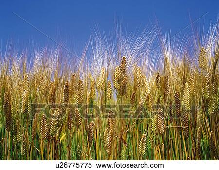 Barley Field View Large Photo Image Stock Photography - Barley Field. Fotosearch