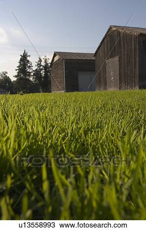 Stock Image - Barns. Fotosearch