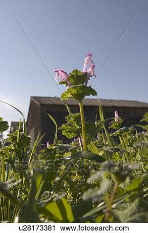 Stock Image - Barns. Fotosearch