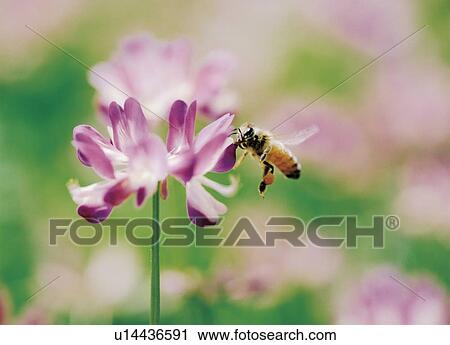 Stock Image - Bee on flower head. Fotosearch