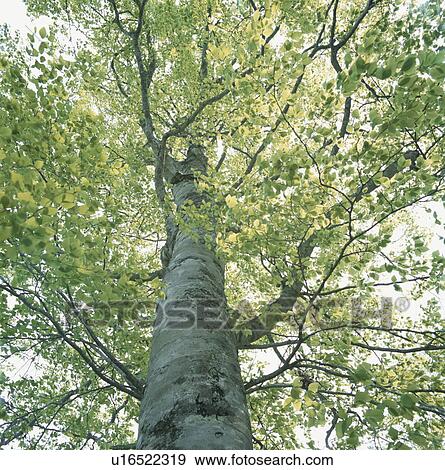 Stock Photo - Beech tree. Fotosearch