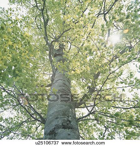 Beech tree View Large Photo Image Stock Photo - Beech tree. Fotosearch