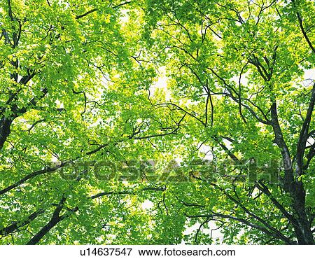 Beech trees View Large Photo Image Stock Photo - Beech trees. Fotosearch